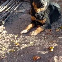 سگ نگهبان و گله|سگ|کرمان, |دیوار