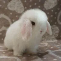 توله خرگوش لوپی|موش و خرگوش|نیشابور, بزرگمهر|دیوار