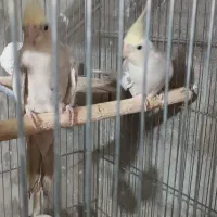 درود بر عزیزان عشق باز عروس کرم فیس سالم سلامت