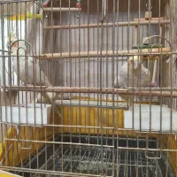 عروس هلندی جفت|پرنده|کرج, اسدآباد|دیوار