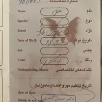 گربه‌ی اسکاتیش پرشین همراه با وسایل|گربه|تهران, سلسبیل جنوبی|دیوار