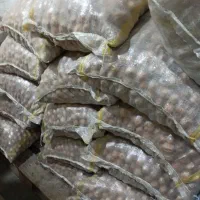 لیمو عمانی