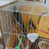 یک جفت عروس نرماده