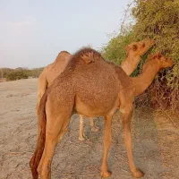 کوات نر