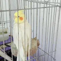 عروس هلندی نر با قفس