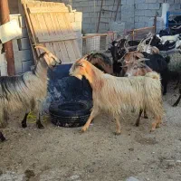 بز داشتی|حیوانات مزرعه|بهبهان, |دیوار