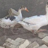 قوغاز کاکلی درجه یک جوان|حیوانات مزرعه|قم, جمکران|دیوار
