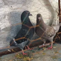 کبوتر مگسی جفت