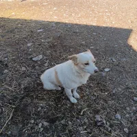 سگ پا کوتاه (تولا)