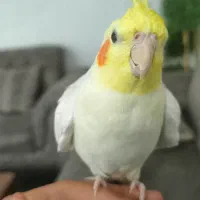 اروس هلندی گم شده در زیباشهر سروناز 10