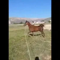 اسب کره نریان ۳ساله