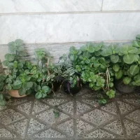 گل قاشقی|گل و گیاه طبیعی|بروجرد, |دیوار