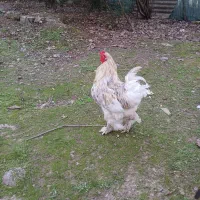 تخم مرغ امپراطور