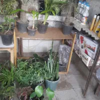 نارگل وبرگ گل