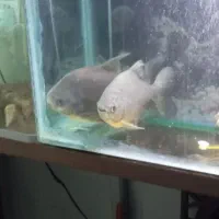 ماهی پیرانا