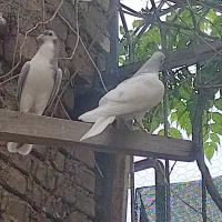 یک جفت جوانه شده