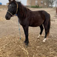 قوچ ۳ ساله و بزغاله نر یکساله و یک راس اسب ۲ساله