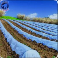 فوم کشاورزی عرض ۹.۶۰ و طول ۵۰