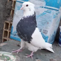 کبوتر‌طوقی