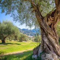 نیروی کار اضطراری در ترکیه