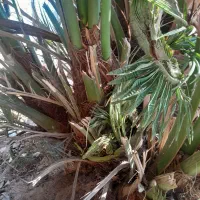 شادگان روستای دریسیه|گل و گیاه طبیعی|شادگان, |دیوار