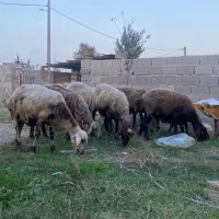 ۱۰راس گوسفند آبستن