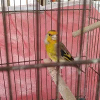 سهره. قناری