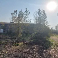 کارگر مرغداری