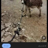 الاغ کره