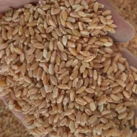 گندم|خدمات باغبانی و درختکاری|شوشتر, |دیوار