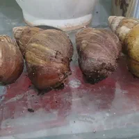 فروش دو جفت  حلزون اچاتینا