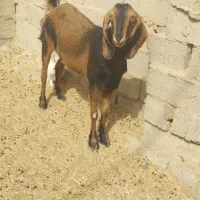 بز مری|حیوانات مزرعه|زهک, |دیوار