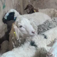 گوسفند زنده با قصاب و ارسال به کل تهران