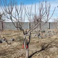 باغبانی و تیلرهرس در تمام نقاط مشهد|خدمات باغبانی و درختکاری|مشهد, توس (بلوار توس)|دیوار