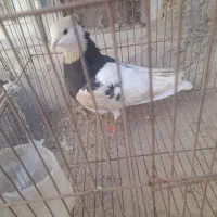 چهار عدد کبوتر زینتی و خوشکل|پرنده|شاهرود, |دیوار