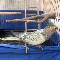 عروس هلندی ماده