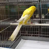 قناری رسمی بلند/موزائیکی/سوخته/سرخ