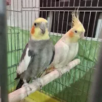 عروس هلندی نر وماده جفت با تمام وسایل|پرنده|خلخال, |دیوار