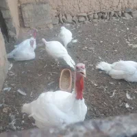 بوقلمون گوشتی|حیوانات مزرعه|شاهرود, |دیوار