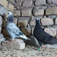 رنگه والمانی پرشی|پرنده|تربت‌حیدریه, پائین ولایت|دیوار