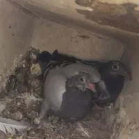 جوجه کبوتر