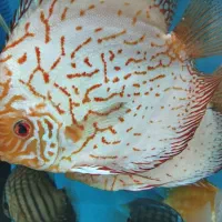 انواع دیسکس کوی و گلدفیش تایگر سوماترا