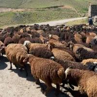 کوسفند وبزجوان|حیوانات مزرعه|باقرشهر, |دیوار