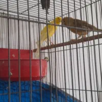 پرنده قناری جفت