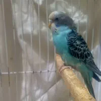 یک عدد مرغ عشق ماده