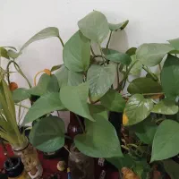 قلمه گل پتوس