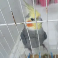 پرنده عروس هلندی