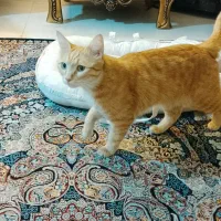 واگذاری|گربه|ورامین, خیر آباد|دیوار