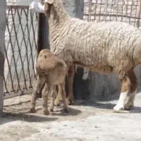 یک راس میش عربی جوون بره دار برش هم نر