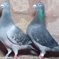 کبوتر مسافتی